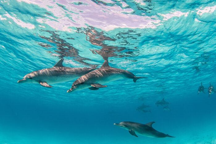 Dolphin House Snorkeling Tour