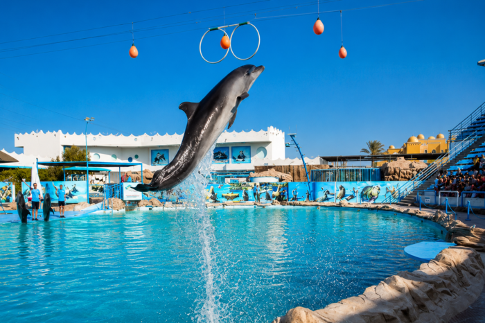 Dolphin Show Hurghada